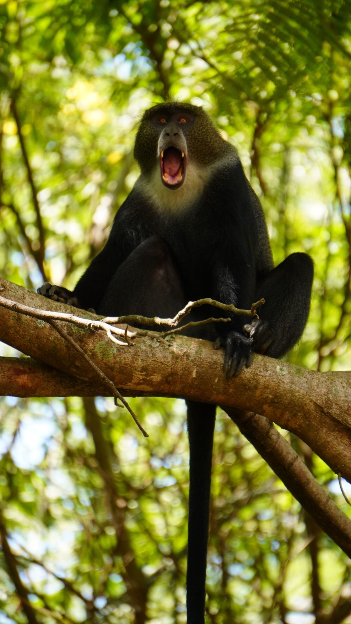 Yawning blue monkey perched on a tree branch in an Arusha, Tanzania forest