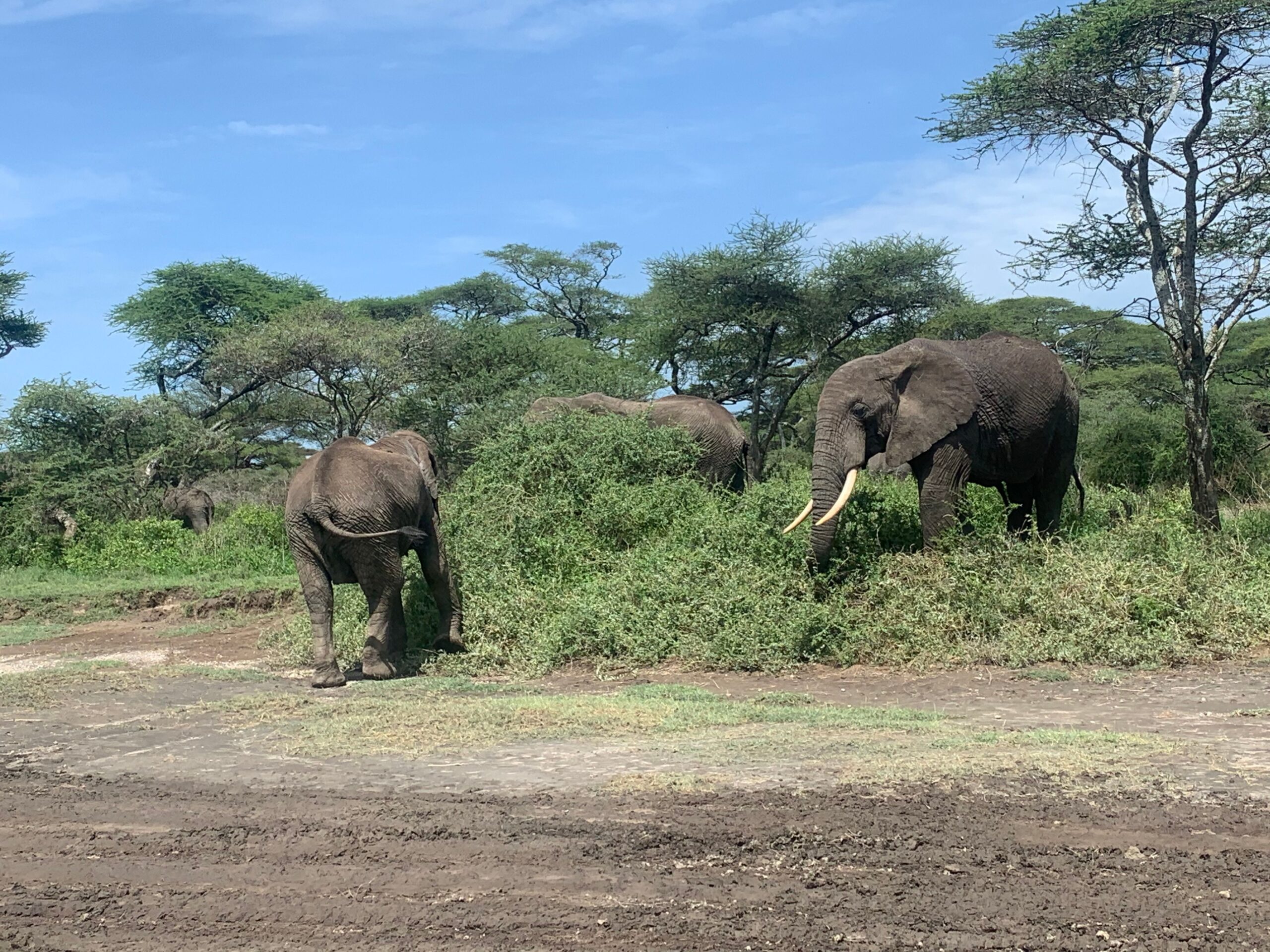 Elephants grazing in the Serengeti, Tanzania